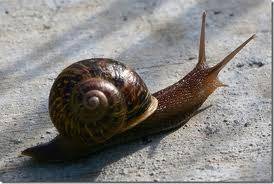 Snail